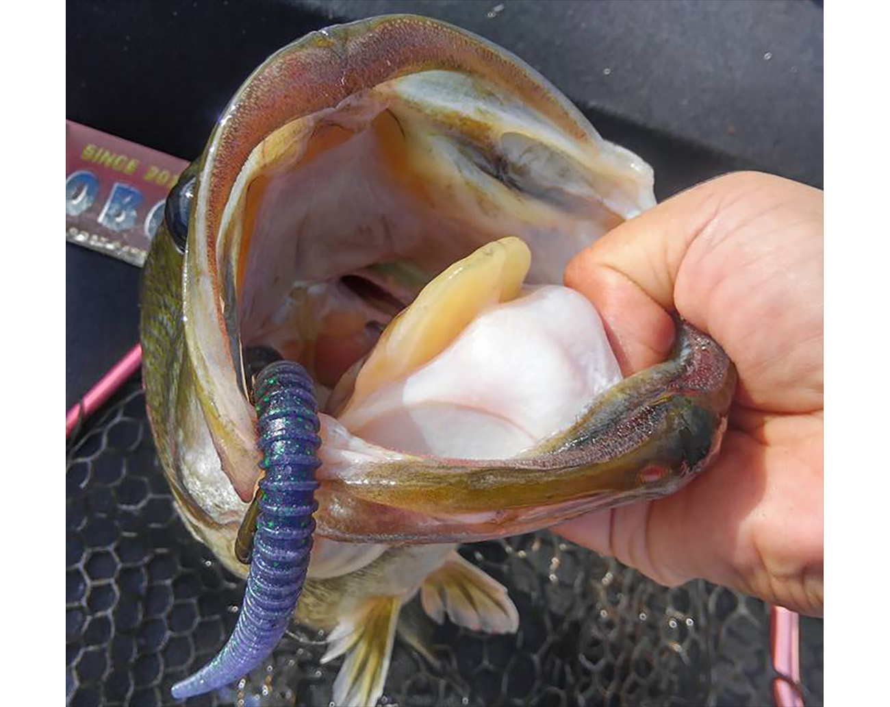 Geecrack Yahman Stick 6´- 15 cm